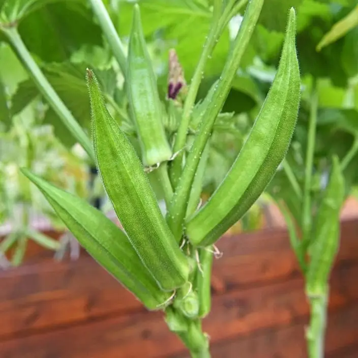 Golden Bhindi BH-101